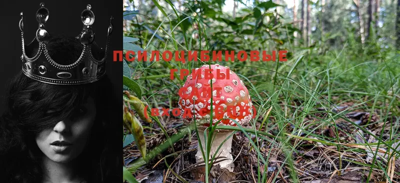 как найти наркотики  Киржач  Псилоцибиновые грибы Psilocybine cubensis 